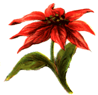 Poinsettia