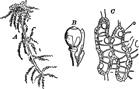 Fig. 64.