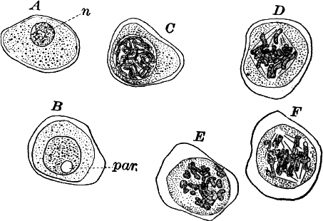 Fig. 127.