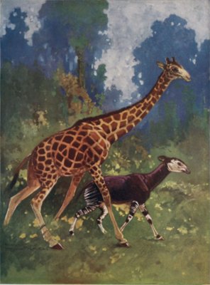 OKAPI AND GIRAFFE