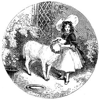 THE PET LAMB.