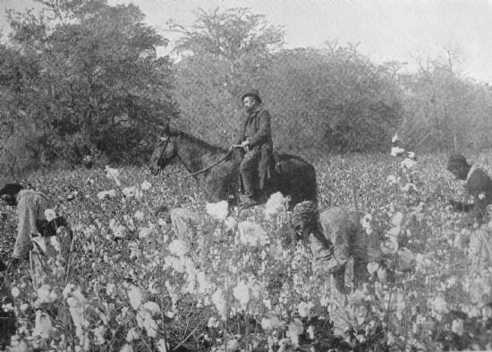 PICKING COTTON.