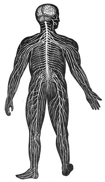 From Furneaux's Elementary Physiology