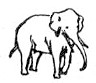 elephant