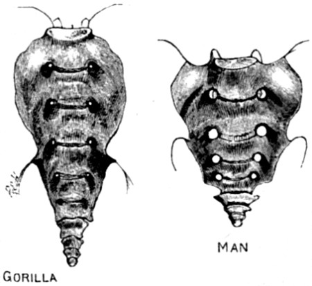 Sacrum of Gorilla and Man.