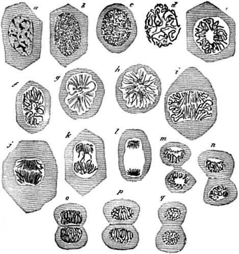 Successive changes in the
nucleus of an epithelium cell, preparatory to division of the cell.