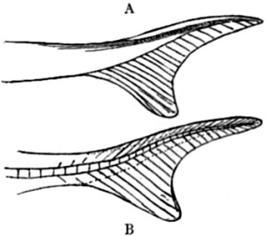 Heterocercal Tail.