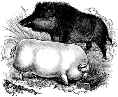 Wild Boar contrasted with a modern
Domesticated Pig.