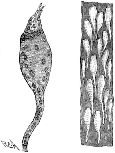 Electric cells of Raia radiata.