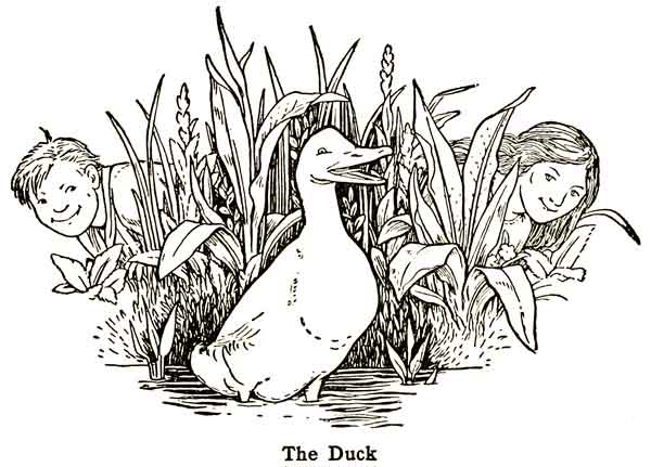 The Duck