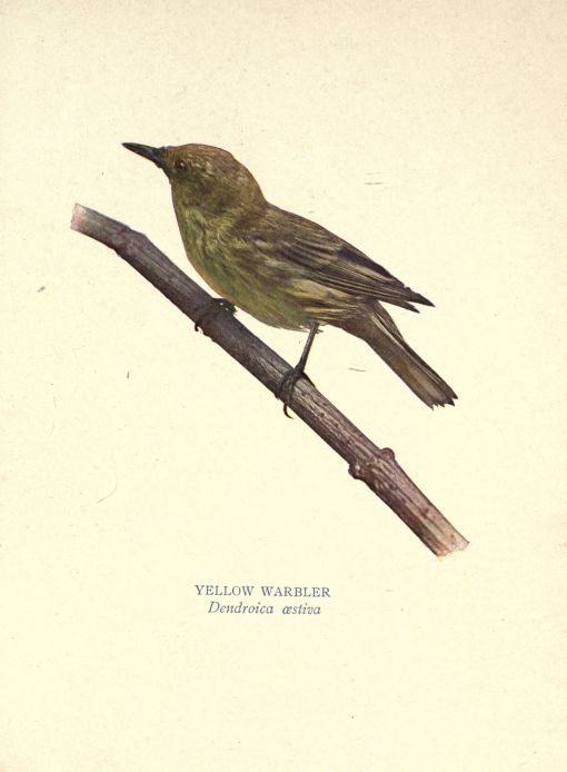 Yellow Warbler