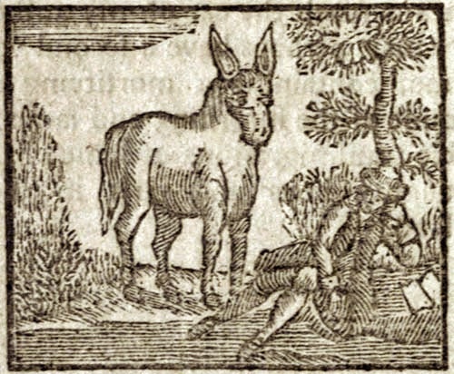 A donkey