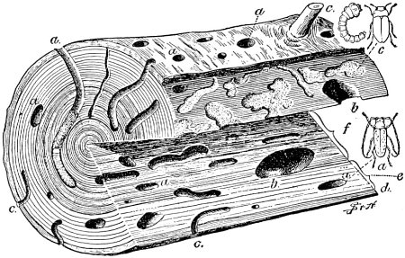 Work of Round-headed and Flat-headed Borers in Pine