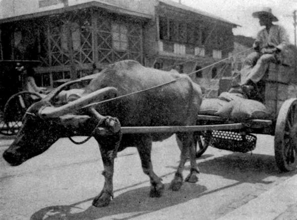 A CARABAO AND CART.