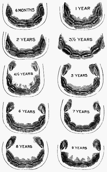 Horses' teeth