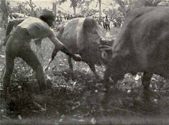 bulls fighting