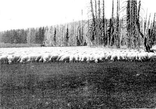 Hundreds of sheep, crowding the whole field