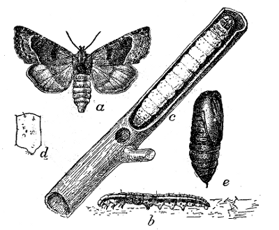 FIG. 39—TOMATO STALK-BORER (Papaipema nitela)