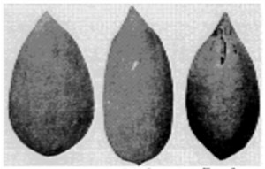 Fig. 4. Mammoth. Dalzell. Kennedy.