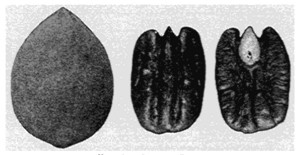 Fig. 6. Georgia Pecan.