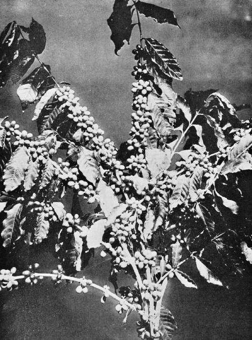 NEAR VIEW OF COFFEE BERRIES OF COFFEA ARABICA