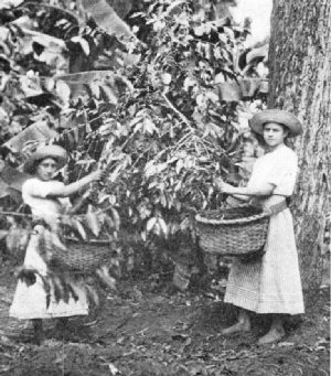 Picking Costa Rica Coffee