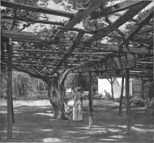 A GRAPE-VINE, MONTECITO VALLEY, SANTA BARBARA.