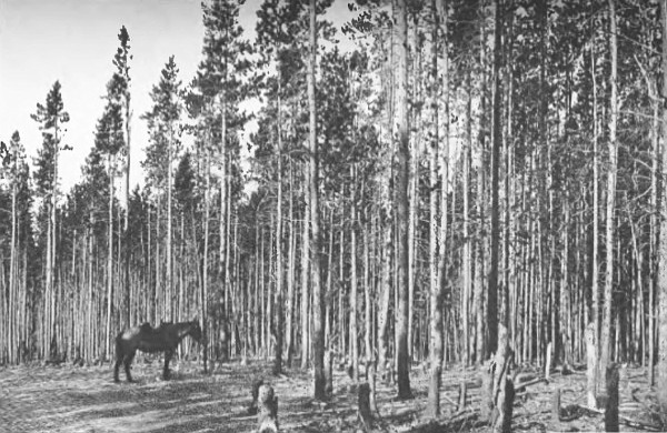 A TYPICAL LODGE-POLE FOREST