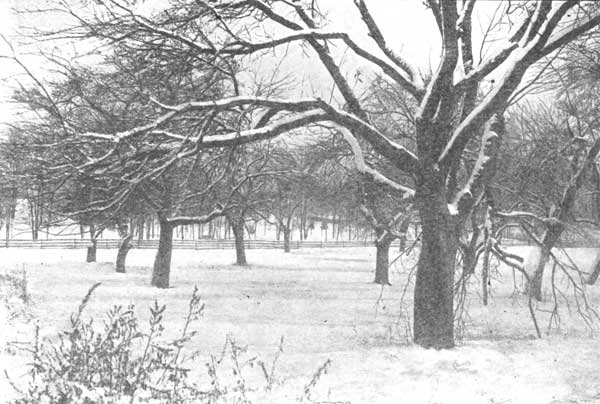 An apple orchard in winter