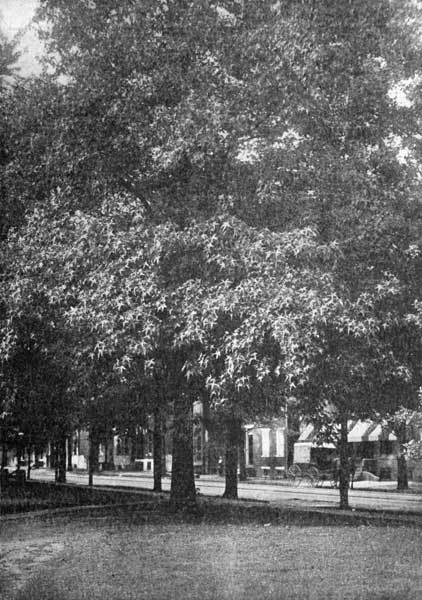 The liquidambar