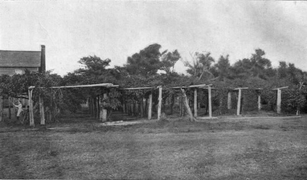 A Scuppernong Vineyard, Roanoak Island