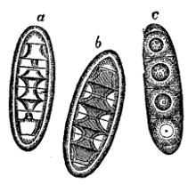 Fig. 70.