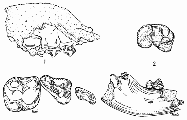 Fig. 1. Cynarctus fortidens, No. 11353 KU (Midwestern Univ. No. 2044).
Lateral view of holotype × 1, and occlusal view of check-teeth × 2.

Fig. 2. Cynarctus fortidens, No. 11354 KU (Midwestern Univ. No. 2045).
Lateral view of right lower mandible and m2 × 1 and oblique occlusal view
of m2 × 2.