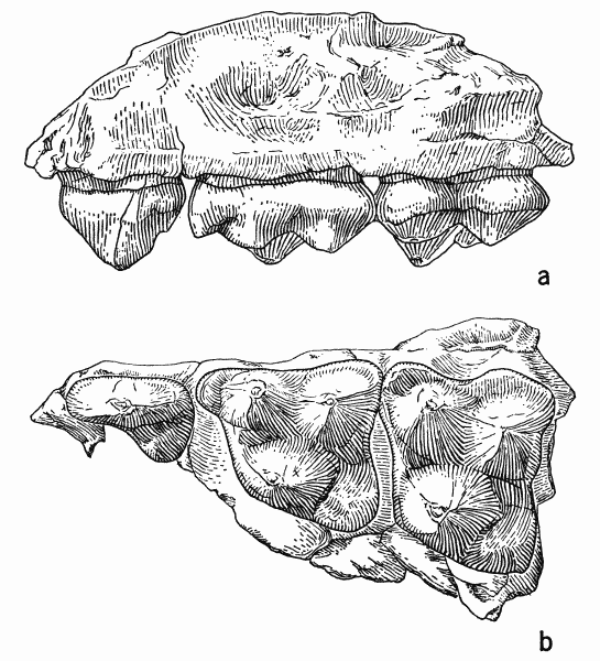 Fig. 1. Sinclairella dakotensis Jepsen, KU no. 11210, fragment of left maxillary
with P4 and M1-2; Orellan, Logan County, Colorado; drawings by Mrs. Judith
Hood: a, labial view; b, occlusal view; both approximately × 9.