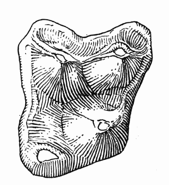 Fig. 2. Sinclairella dakotensis
Jepsen, UCM no. 21073, right M2; Orellan, Weld County, Colorado;
drawing by Mrs. Judith Hood: occlusal view, approximately × 9.