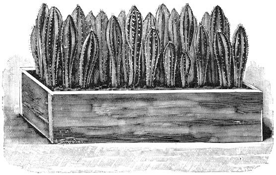 Fig. 185. Kistje met goed opgekomen Cereus-zaailingen.