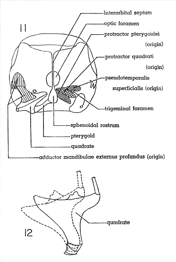 Fig. 11. Cross section of skull of Mourning Dove; anterior
view. × 2-1/2.

Fig. 12. Dorsal view of right quadrate of Mourning Dove
showing movement which protracts the upper mandible
(broken line). × 5.