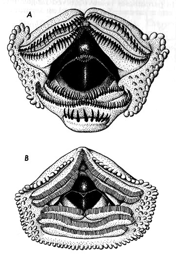 Mouthparts of tadpoles