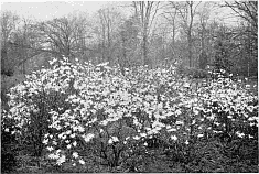 A GROUPING OF MAGNOLIA STELLATA.