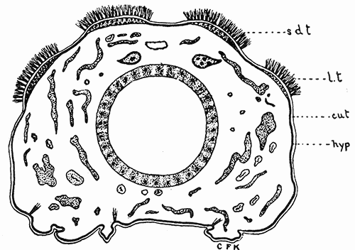 38. Cross section of the larva of the browntail moth showing the
tubercles bearing the poison hairs. Drawing by Miss
Kephart.