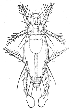 52. Pediculoides ventricosus, female.
After Webster.