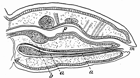 64. Pediculus showing the blind sac (b) containing the
mouth parts (a) beneath the alimentary canal
(p). After Pawlowsky.