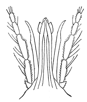 78. Culicoides guttipennis; mouth
parts of adult. After Pratt.