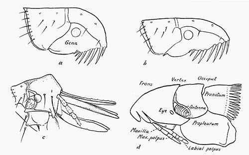 92. Head and pronotum of (a) dog flea; (b) of cat flea; (c) of hen flea. After Rothschild.
(d) Nycteridiphilus (Ischnopsyllus) hexactenus. After Oudemans.