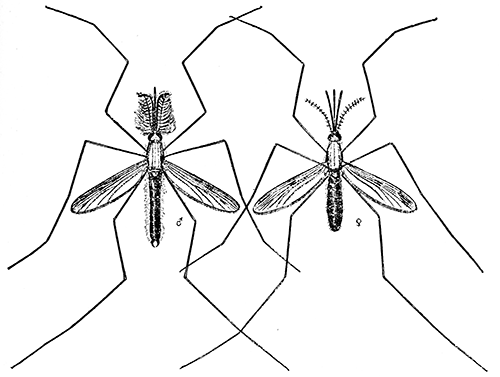 130. Anopheles quadrimaculatus, male and female, (3½). After Howard.