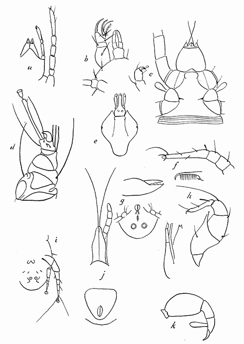 158. (a) Tydeus, beak and leg from below; (b) Cheyletus pyriformis, beak and palpus;
(c) beak and claw of Pediculoides; (d) leg of Sarcoptes; (e) scutum of
female of Amblyomma americana; (f) leg I and tip of mandible of Histiostoma
americana; (g) Histiogaster malus, mandible and venter; (h) Aleurobius
farin, and leg I of male; (i) Otodectes cynotis, tip of abdomen of male,
(j) beak and anal plate of Dermanyssus gallin; (k) palpus of Allothrombium.
(a) to (j) after Banks.