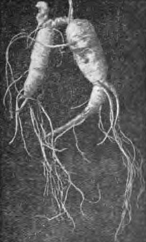 Wild Ginseng Roots.