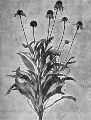 Echinacea.