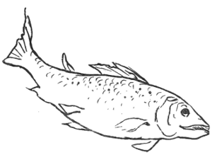 A fish.