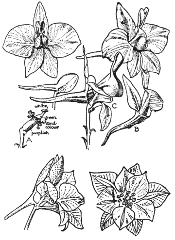 Fig. 18